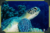 Green Sea Turtle