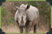Javan Rhinoceros