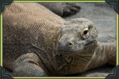 Komodo Dragon