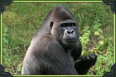 Silverback Gorilla